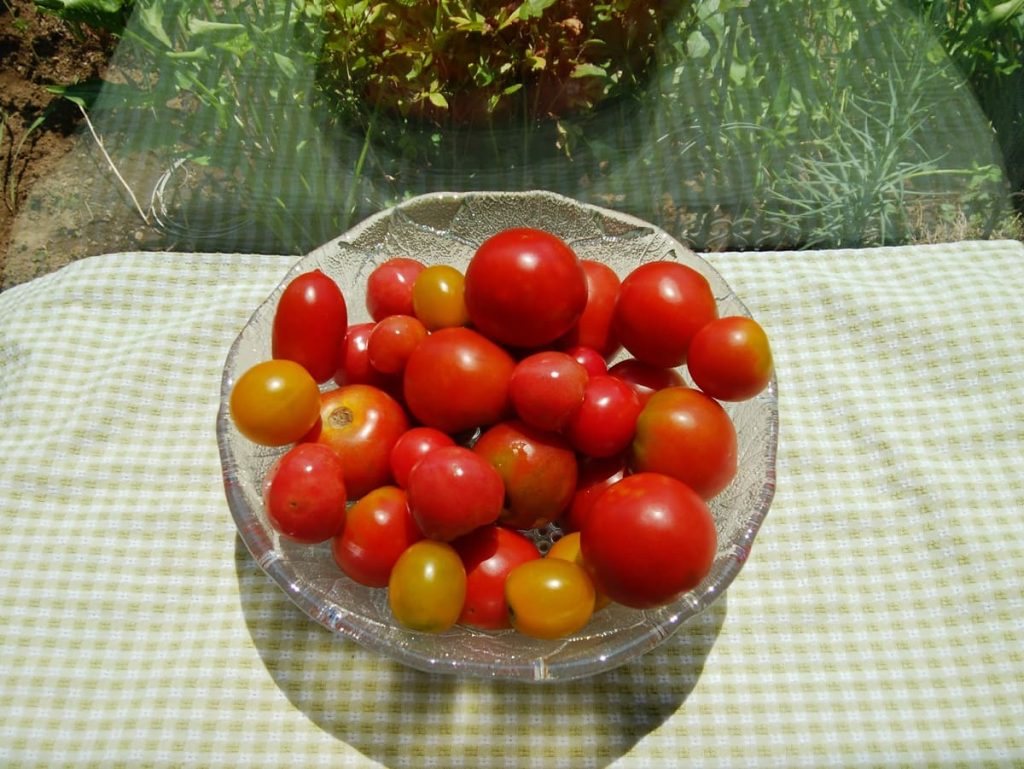 自宅でとれたトマト