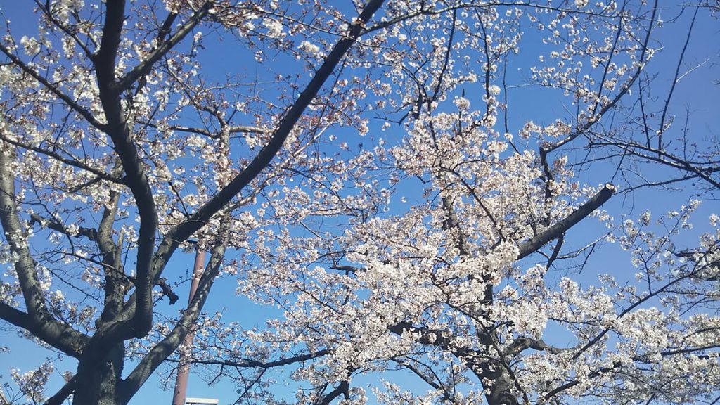桜も満開！